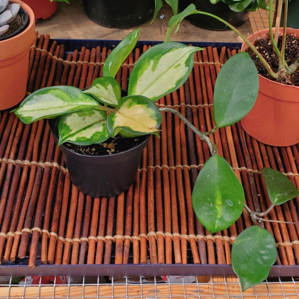 Hoya Krimson Princess 3" pot - Picture 4 of 6